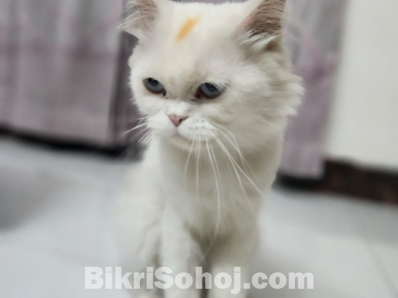 Persian cat